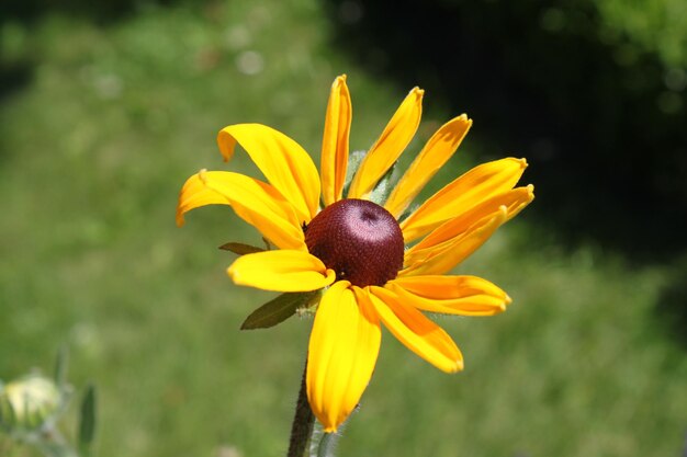 Foto close-up di un fiore giallo