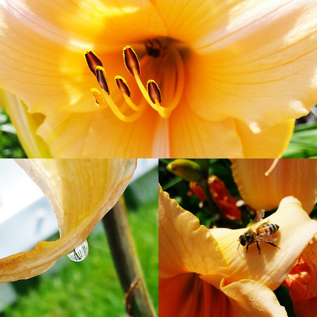 Photo close-up of yellow flower