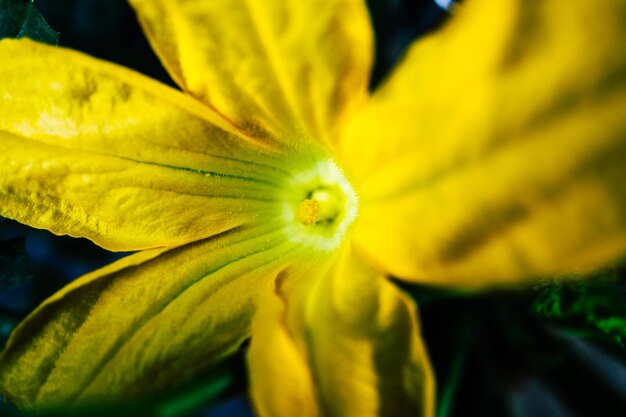 Close-up of yellow flower