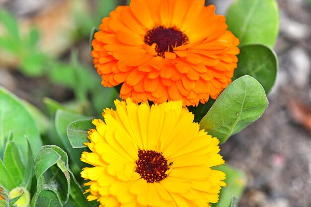 Foto close-up di un fiore giallo