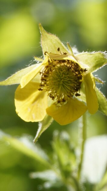 Close-up of yellow flower