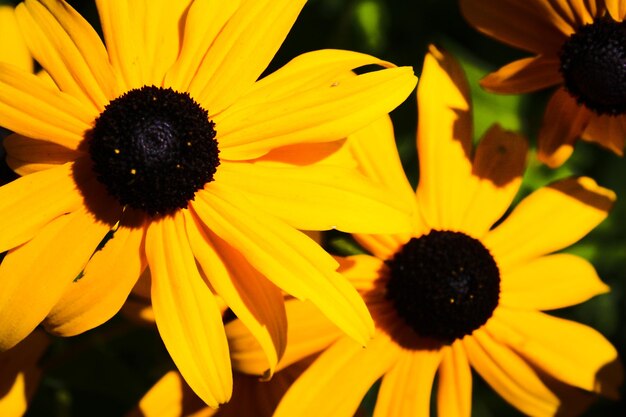 Close-up of yellow flower