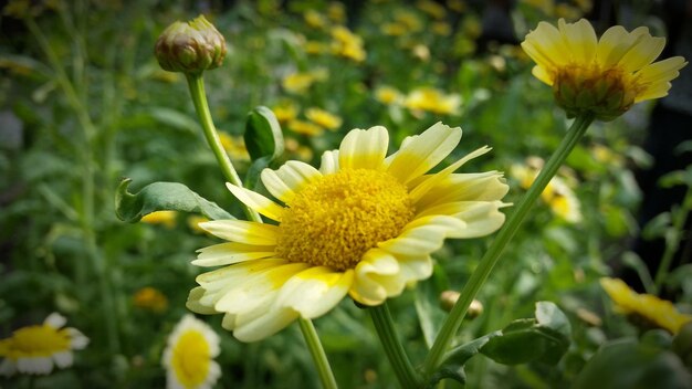 Close-up of yellow flower