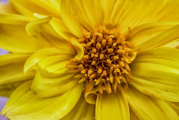 Close-up of yellow flower