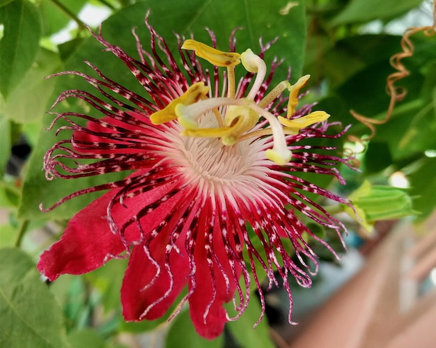 Foto close-up di un fiore giallo