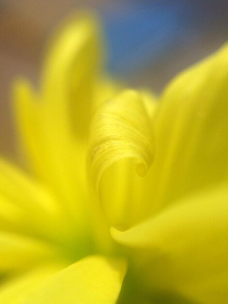 Close-up of yellow flower