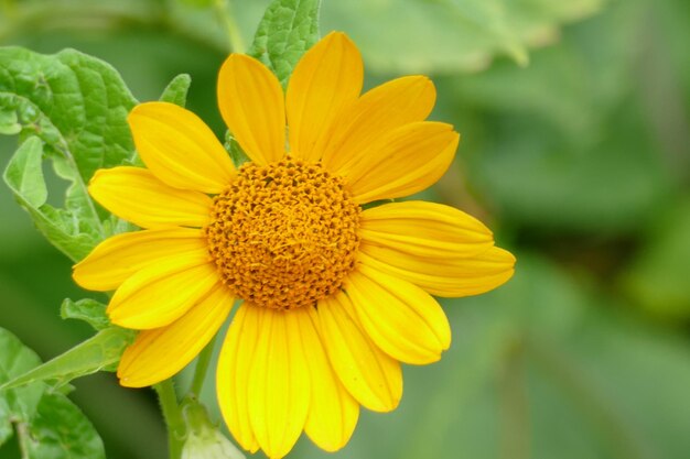 Close-up of yellow flower