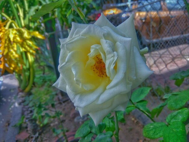 Close-up of yellow flower