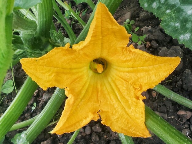 Close-up of yellow flower