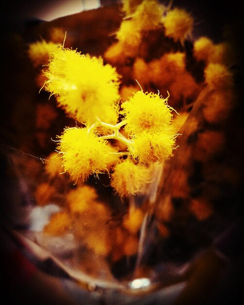 Close-up of yellow flower