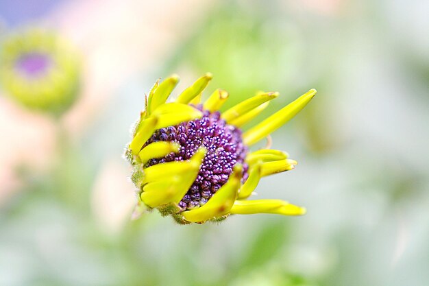 Photo close-up of yellow flower