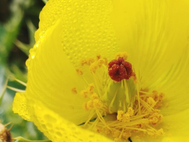 Close-up of yellow flower