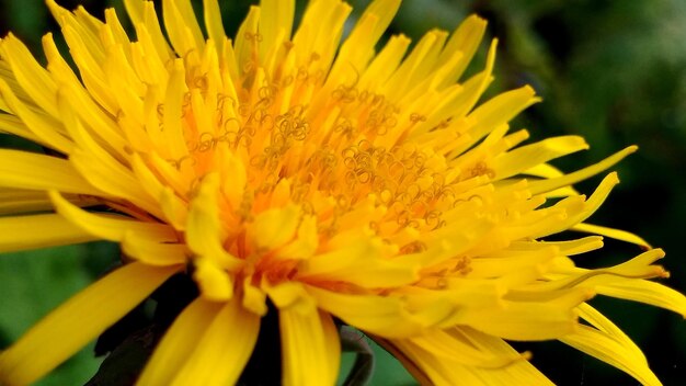 Close-up of yellow flower