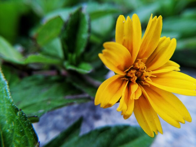 Photo close-up of yellow flower