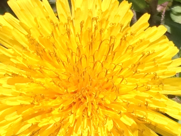 Close-up of yellow flower