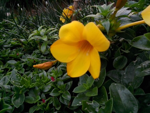 Close-up of yellow flower