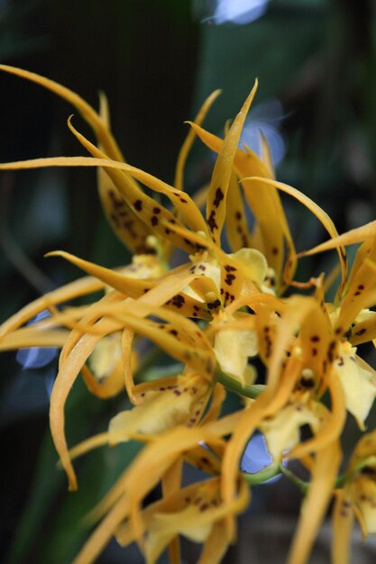 Foto close-up di un fiore giallo