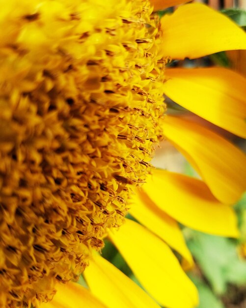 Close-up of yellow flower