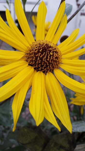 Photo close up of yellow flower