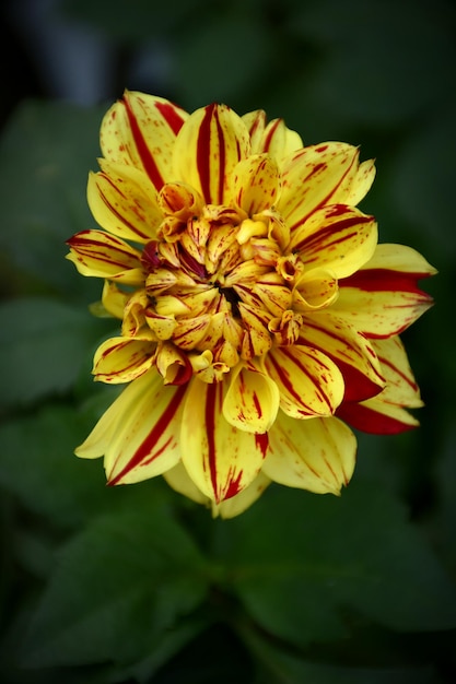 Foto close-up di un fiore giallo