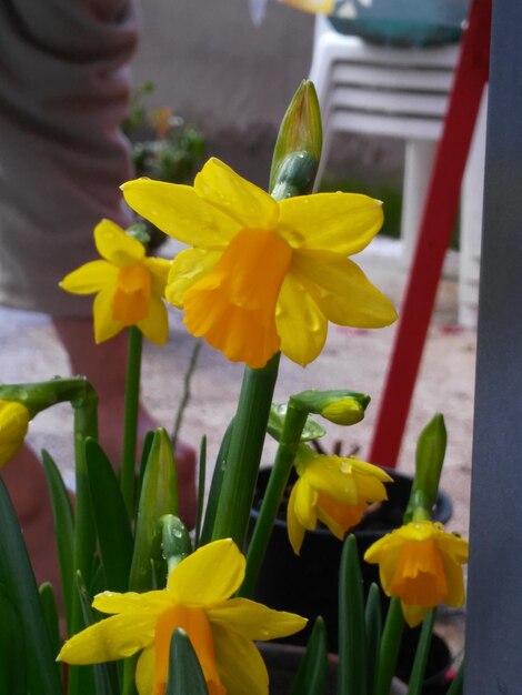 Photo close-up of yellow flower