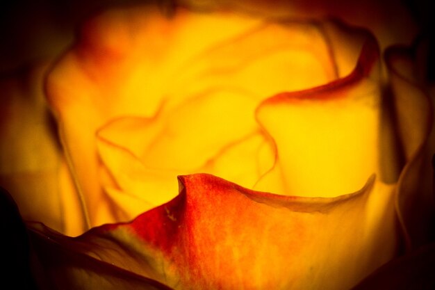 Close-up of yellow flower