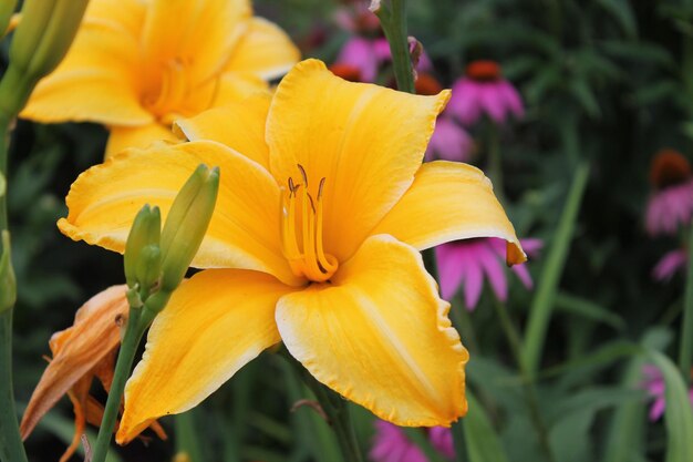 Close-up of yellow flower