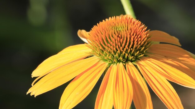 Foto close-up di un fiore giallo