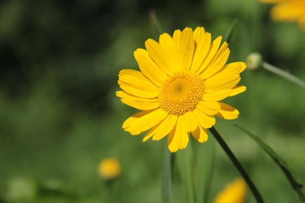 Close-up of yellow flower