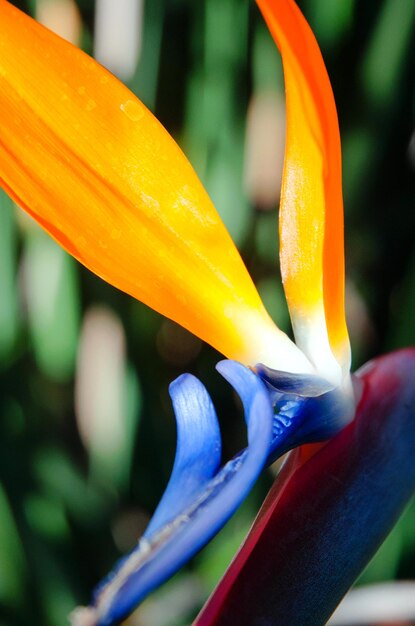 Foto close-up di un fiore giallo