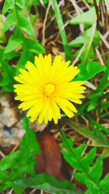 Close-up of yellow flower