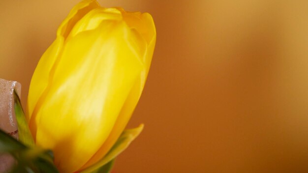 Close-up of yellow flower