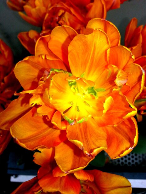 Close-up of yellow flower