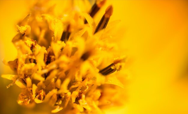 Close-up of yellow flower