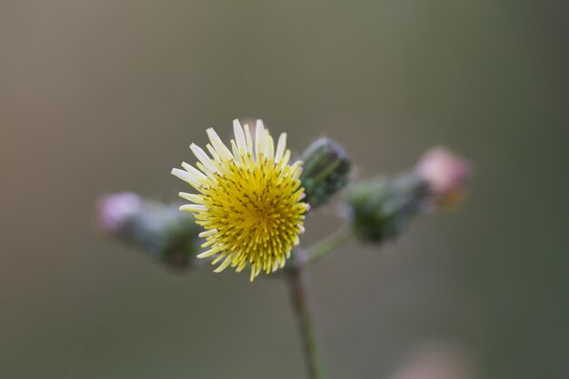 Close-up of yellow flower