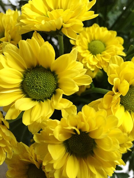 Close-up of yellow flower