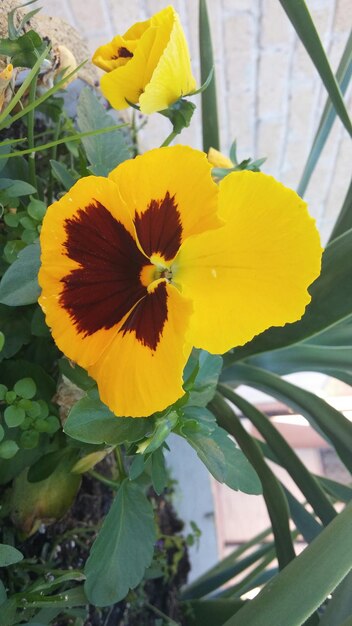 Foto close-up di un fiore giallo