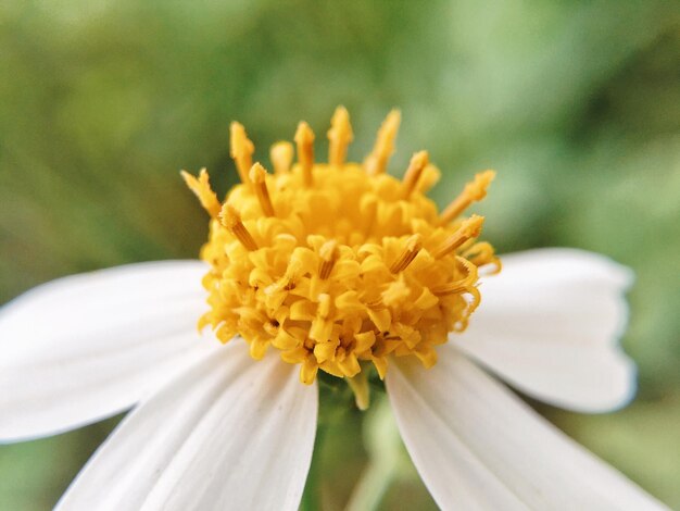 Close-up of yellow flower