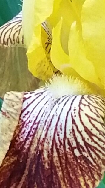 Photo close-up of yellow flower