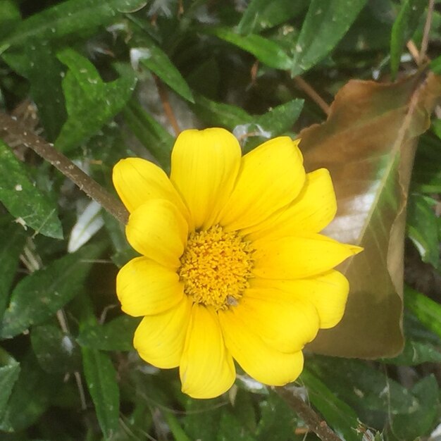 Close-up of yellow flower