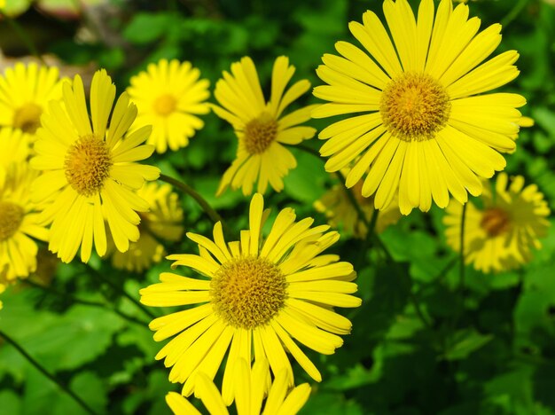 Close-up of yellow flower