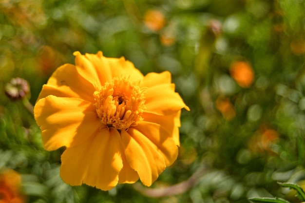 Photo close-up of yellow flower