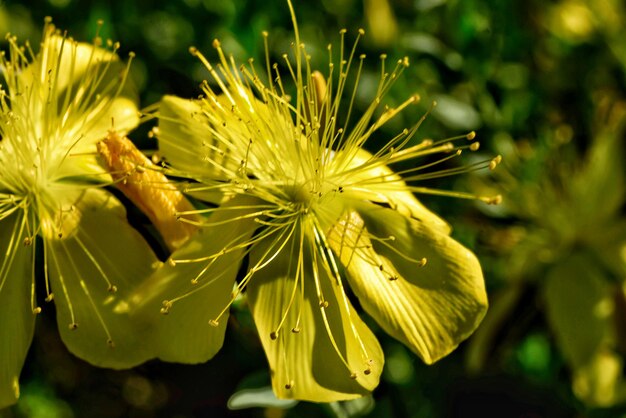 Close-up of yellow flower