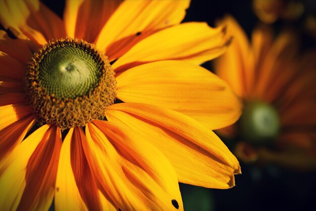 Close-up of yellow flower