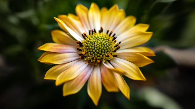 Foto close-up di un fiore giallo