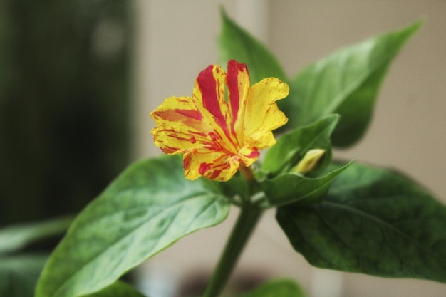 Close-up of yellow flower