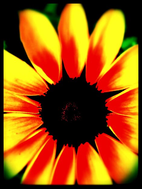 Foto close-up di un fiore giallo