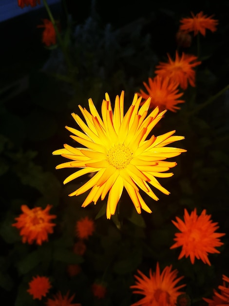 Photo close-up of yellow flower