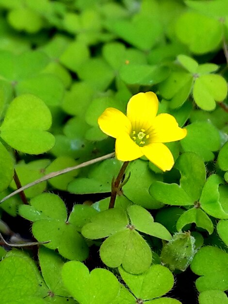 Foto close-up di un fiore giallo