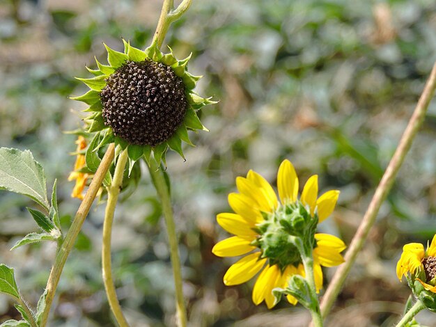 Foto close-up di un fiore giallo